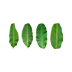Banana Leaves