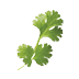 Coriander Leaves