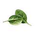Spinach